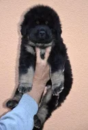 Tibetská doga - štěně s PP