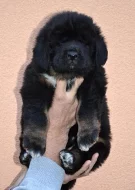 Tibetská doga - štěně s PP