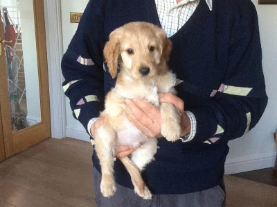 2 štěňata Blenheim Cockapoo připraveni