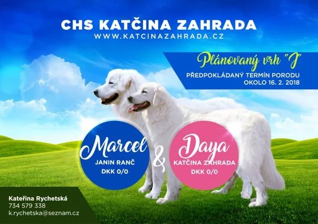 Slovenský čuvač s PP