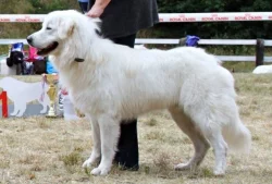 Slovenský čuvač s PP