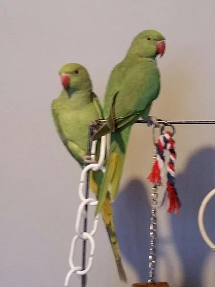 Ringneck papoušky Baby's