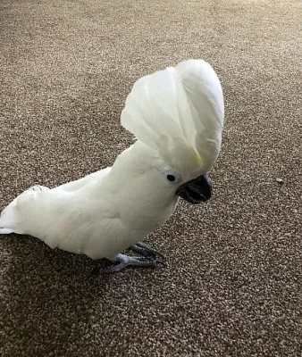 Ručně vyráběný Super Tame Umbrella Cockatoo