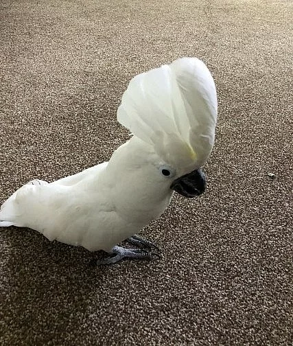 Ručně vyráběný Super Tame Umbrella Cockatoo
