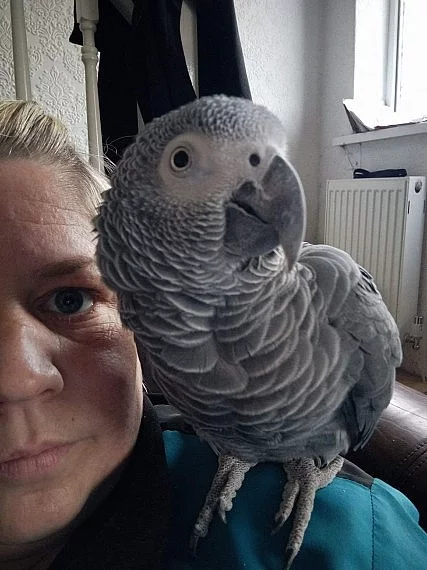 Afrika šedá je nyní připravena na svůj milující