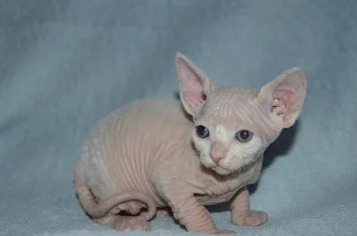 7 nádherné Sphynx koťata hledá nový domov