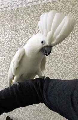 Ručně vyráběný Super Tame Umbrella Cockatoo