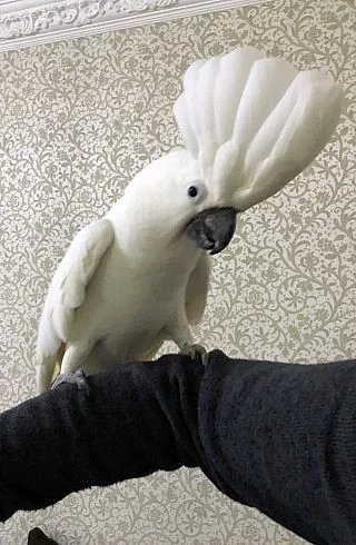 Ručně vyráběný Super Tame Umbrella Cockatoo