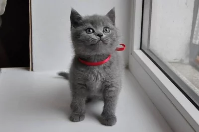 Bsh Kitten Vac.chipped.neutered.pkd Neg