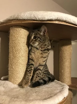 Jako očekávané Superb kvalitní F3c samice Savannah koťata