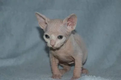 7 nádherné Sphynx koťata hledá nový domov