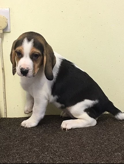 Kennel Club 5. generace Rodokmen Beagle Štěňata