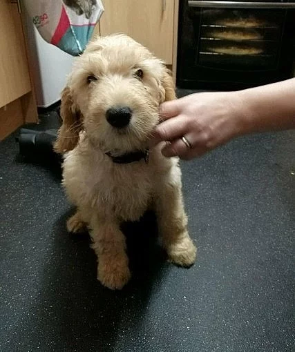 Goldendoodle Boys k dispozici