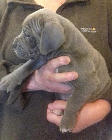 5 Bullmastiff Rodokmen štěňat na prodej