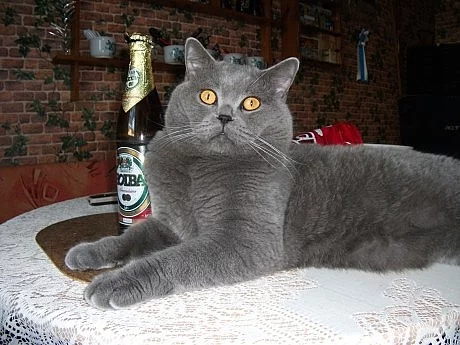 krycí kocour