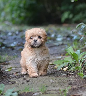 Krásné Lhasa-poo štěňata na prodej