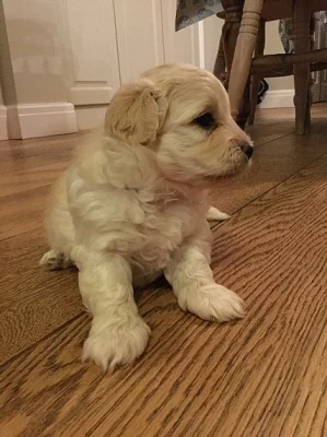 Havanese štěňata mužů a žen pro nový domov.