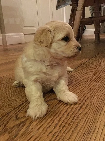 Havanese štěňata mužů a žen pro nový domov.