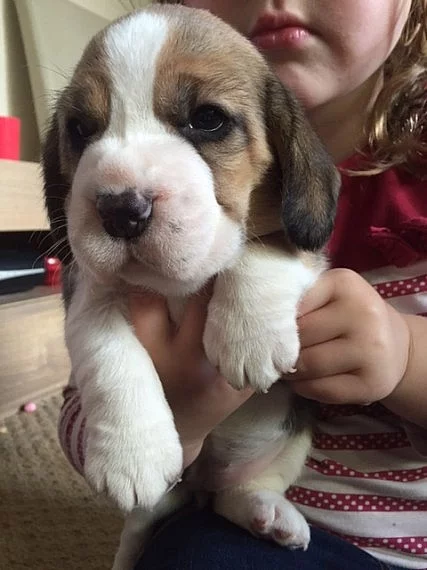Krásná štěňátka Beagle pro nový domov