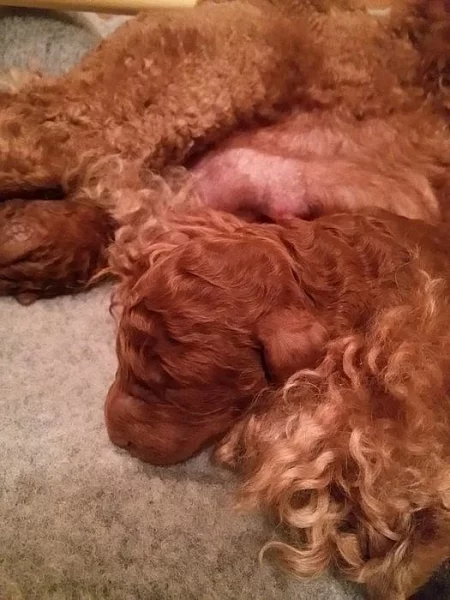 Štěňata pudla královského fawn