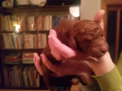 Štěňata pudla královského fawn