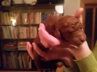 Štěňata pudla královského fawn