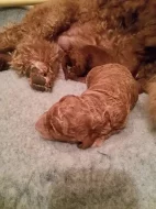 Štěňata pudla královského fawn