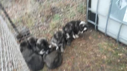 Kavkazský pastevecký pes