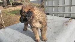 Kavkazský pastevecký pes