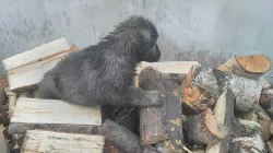 Kavkazský pastevecký pes