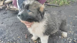 Kavkazský pastevecký pes