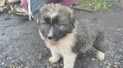 Kavkazský pastevecký pes