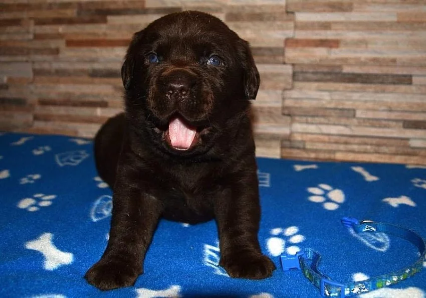 Štěňátka labradorského retrievera