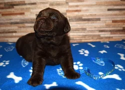 Štěňátka labradorského retrievera