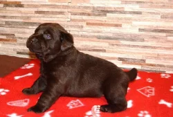 Štěňátka labradorského retrievera
