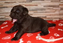 Štěňátka labradorského retrievera
