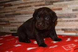 Štěňátka labradorského retrievera
