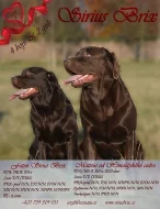 Štěňátka labradorského retrievera