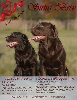 Štěňátka labradorského retrievera