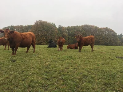 Plemenné jalovice Aberdeen Angus