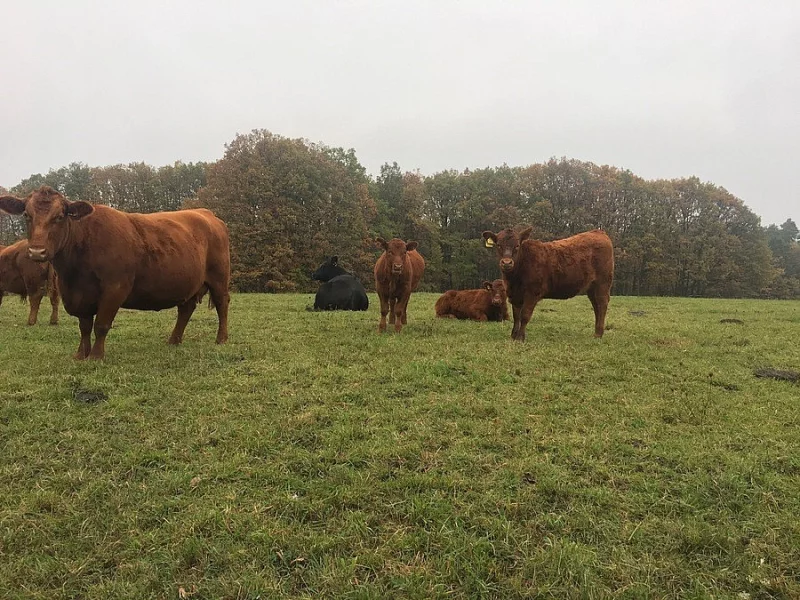 Plemenné jalovice Aberdeen Angus