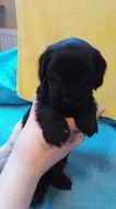 Prodám štěňátka dlouhosrstého jezevčíka