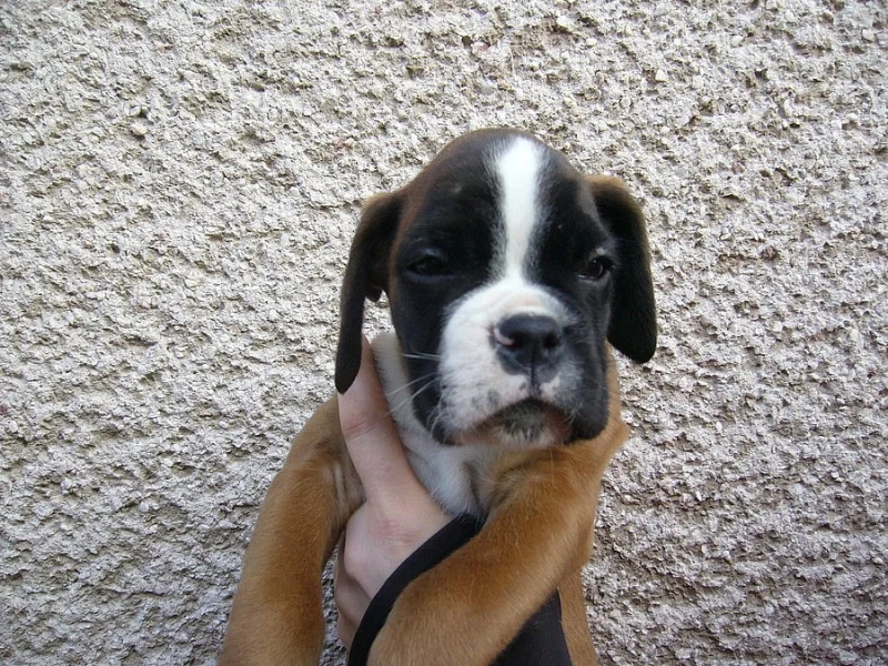 ŠTĚŇATA BOXERŮ S PP