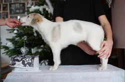 Barzoj - Ruský chrt – šteniatka