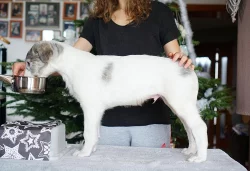 Barzoj - Ruský chrt – šteniatka