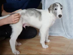 Barzoj - Ruský chrt – šteniatka