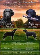 Curly coated retriever