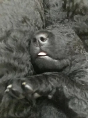 Curly coated retriever