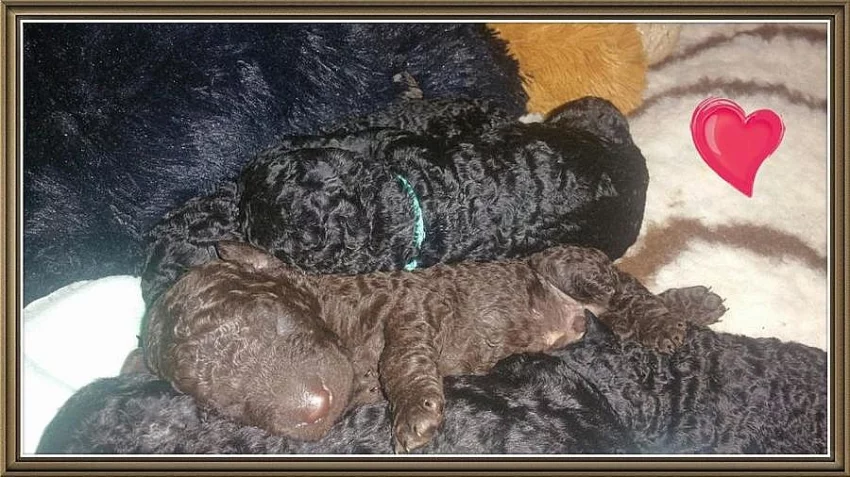 Curly coated retriever