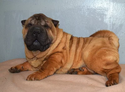 Šarpej,  shar-pei, sharpei